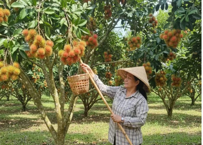 Inilah Jenis Pohon yang Tidak Disarankan Ditanam Dekat Rumah, Termasuk Rambutan