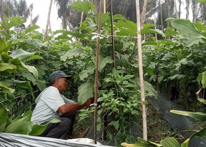 Petani Keluhkan Harga Terong Panjang Masih Murah