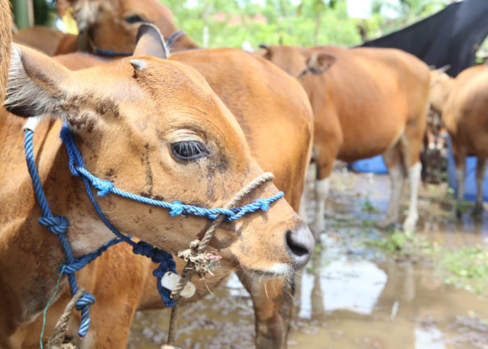  Ini Ciri-ciri Penyakit Jembrana pada Sapi Bali