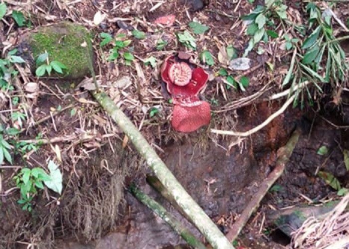Bunga Rafflesia Dirusak OTD, Kades Tebat Pulau Geram