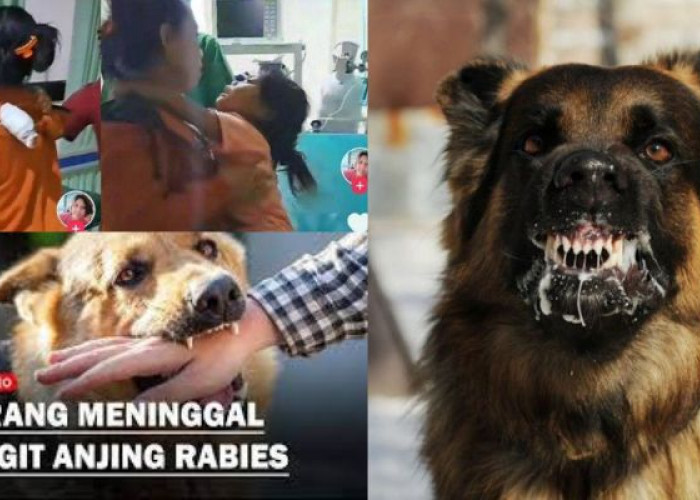 Waspada! Virus Rabies Mulai Menyebar, Sudah Banyak Korban Jiwa