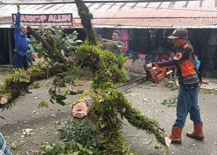 DLH : Masyarakat Waspada Pohon Tumbang