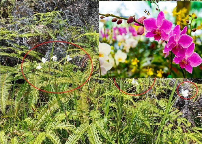  Peninggalan Bekas Kebun Bunga Ibu Tien Soeharto di Curup