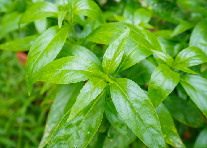 Khasiat Sambiloto untuk Wanita