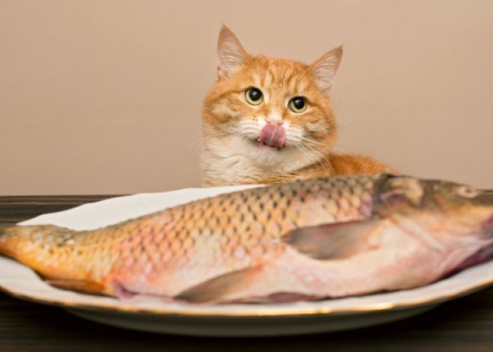Kenapa Kucing Suka Ikan? Ini Dia Jawabannya!