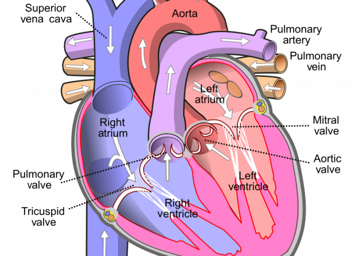 Anatomi Kardiovaskular Wanita