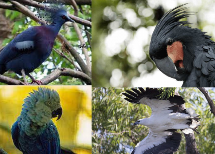 Fantastis! Ini Dia 4 Burung Termahal di Dunia, Bisa Capai Harga Jutaan Dolar