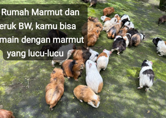 Ini Lokasi Wisata Rumah Marmut dan Jeruk BW di Curup