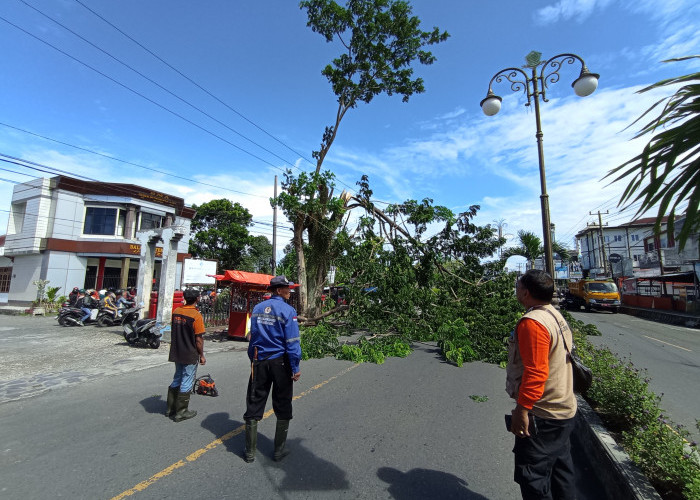 Tempo Sepekan, Belasan Lokasi di RL Terdampak Badai, Pohon Tumbang, Tiang Roboh, Atap Melayang