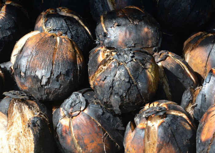 6 Manfaat Air Kelapa Bakar yang Jarang Diketahui, Baik untuk Ginjal hingga Jantung