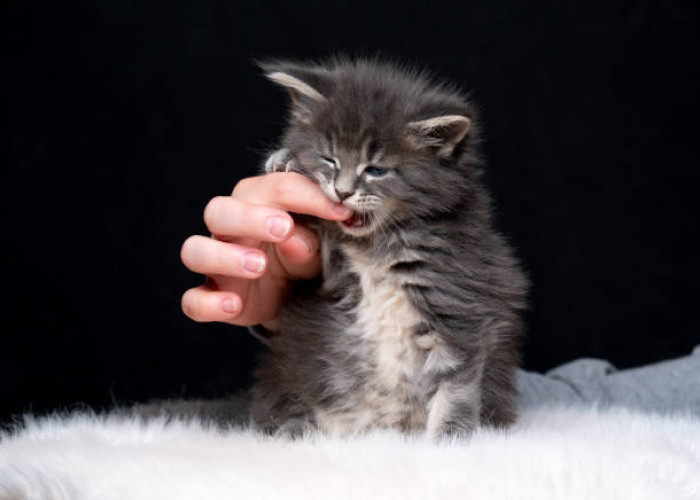 Tidak Terduga Ternyata Ini 5 Alasan Kucing Suka Menggigit Tangan Majikannya