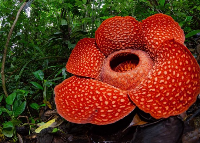 BKSDA Catat 8 Rafflesia Mekar di Rejang Lebong