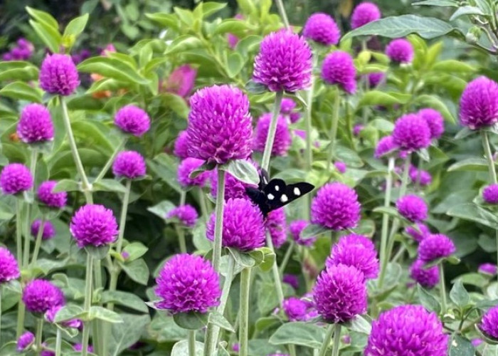 Jarang Diketahui! Ini 7 Khasiat Bunga Kenop untuk Kesehatan dan Cara Mengonsumsinya