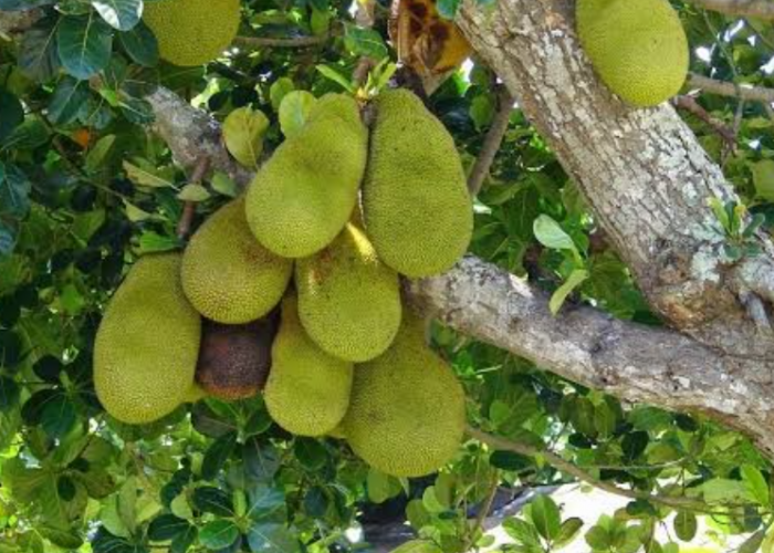 Buah Nangka Muda Ternyata Baik untuk Pencernaan  
