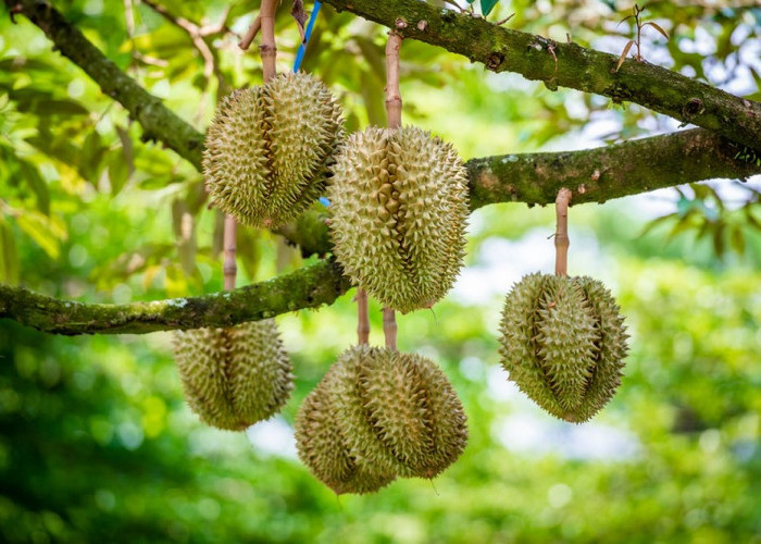 Tak Hanya Lezat, Ternyata Durian Si Raja Buah Miliki Banyak Manfaat untuk Kesehatan