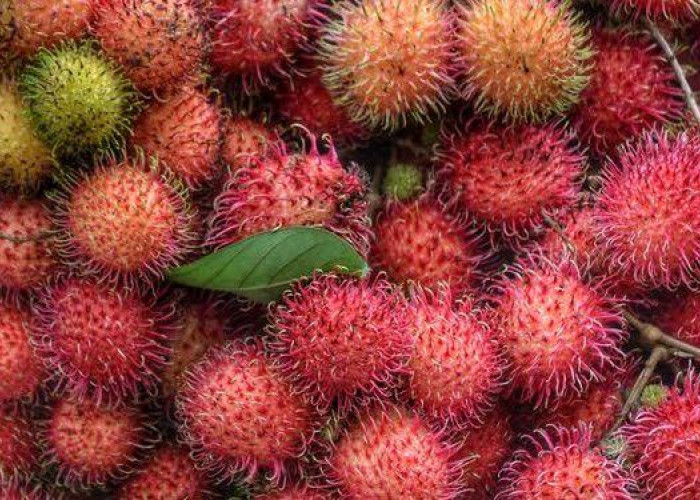 Benarkah Buah Rambutan Bisa Mengatasi Kesemutan? Ini Faktanya!