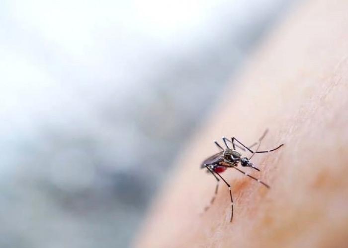  Rumah Bebas Nyamuk Saat Musim Hujan, Ini Rahasia yang Jarang Diketahui