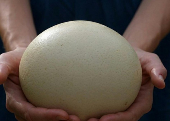 5 Burung Pemilik Telur Terbesar di Dunia