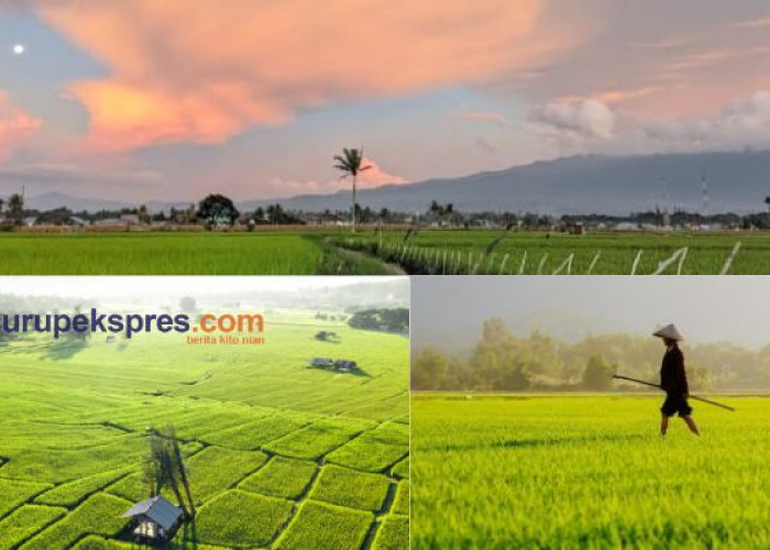 Wisata Hits di Kota Curup, Salah Satunya Sawah Rimbo Recap 