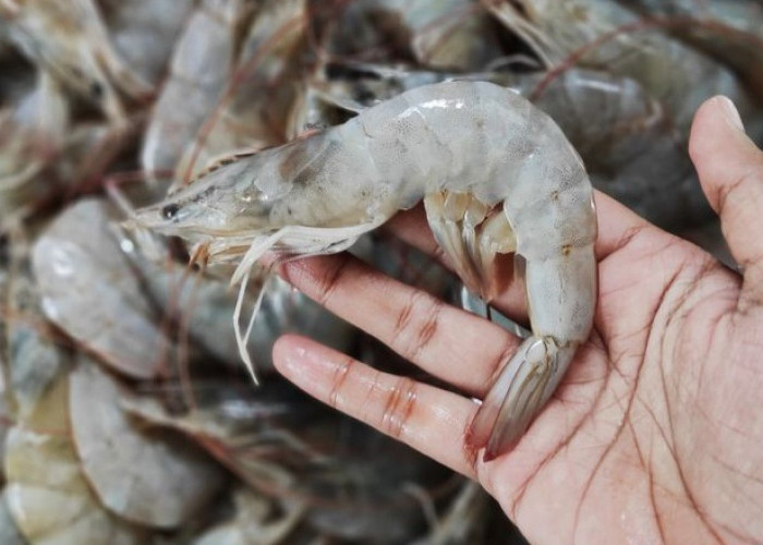  Kaya Gizi dan Mudah Diolah, Inilah Manfaat Udang untuk Anak