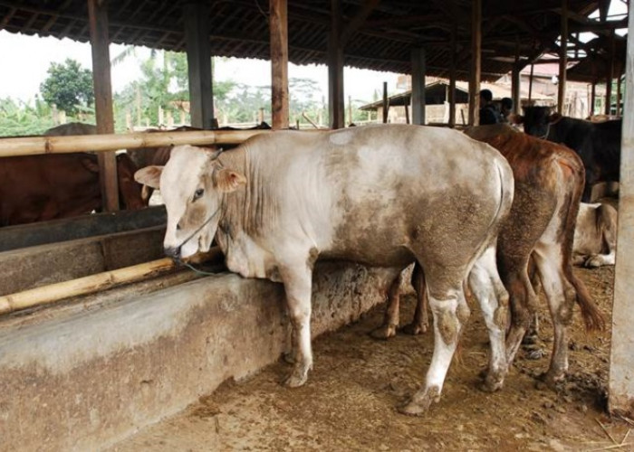 Kandang Sapi Disekitar Pemukiman, Warga Keluhkan Aroma Tak Sedap