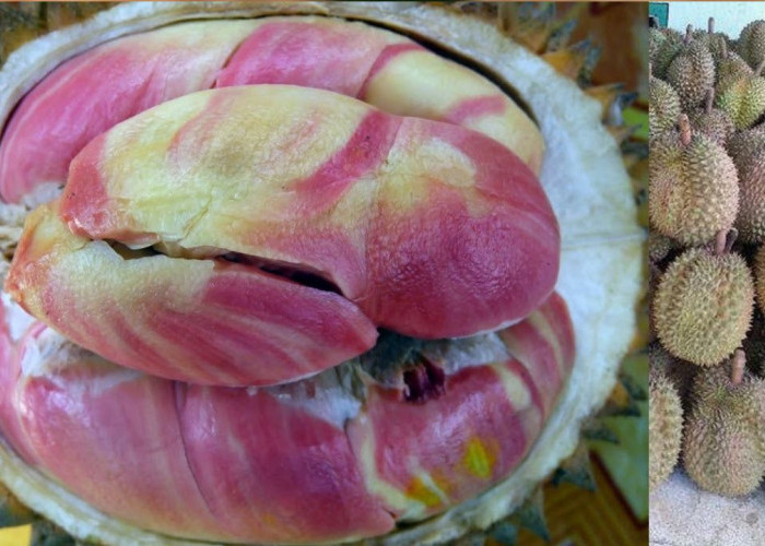 Catat! Ini 3 Manfaat Buah Durian Pelangi bagi Kesehatan Tubuh yang Jarang Diketahui