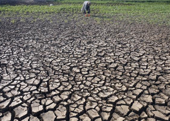 Dampak Telatnya Musim Hujan Terhadap Lingkungan: Tantangan Perubahan Iklim di Indonesia