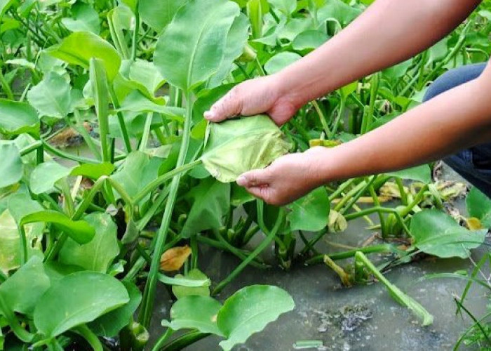 Sering Dianggap Sepele, Ternyata Genjer Kaya Nutrisi dan Antioksidan