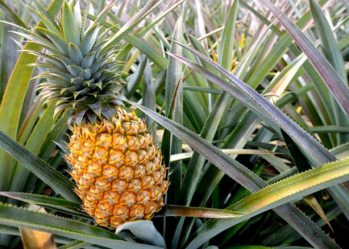  Hebat! Indonesia Pimpin Produksi Nanas Global, Ini Manfaat Kesehatannya