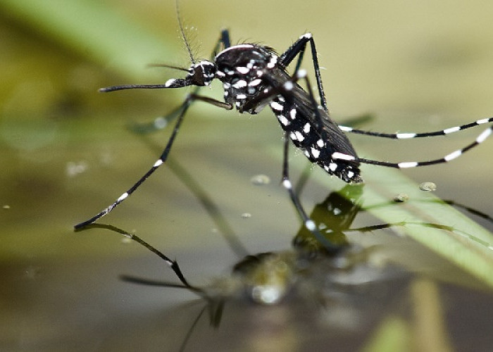 Lawan Nyamuk dengan 10 Tips Ampuh: Jadilah Ahli Anti-Gigitan!