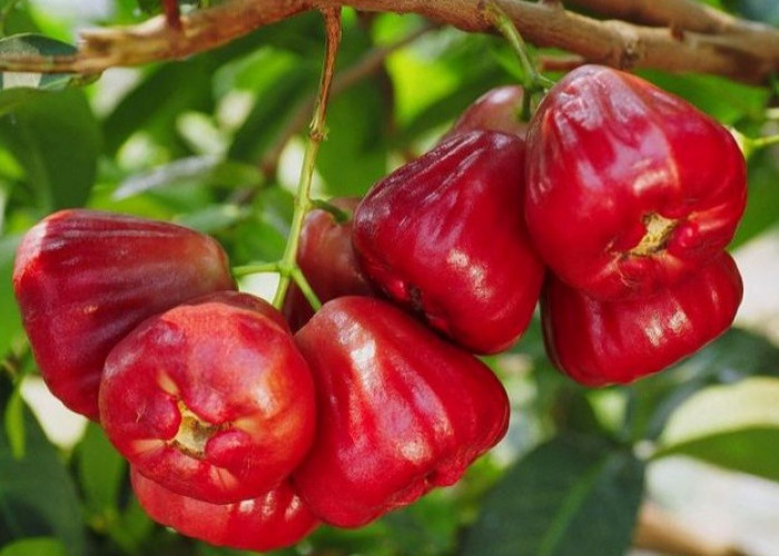 Segar, Murah, dan Menyehatkan, Inilah Manfaat Jambu Air !