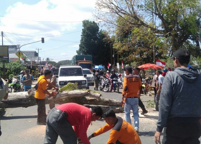 Pohon Tumbang Tutup Jalan Kepahiang-Pagar Alam
