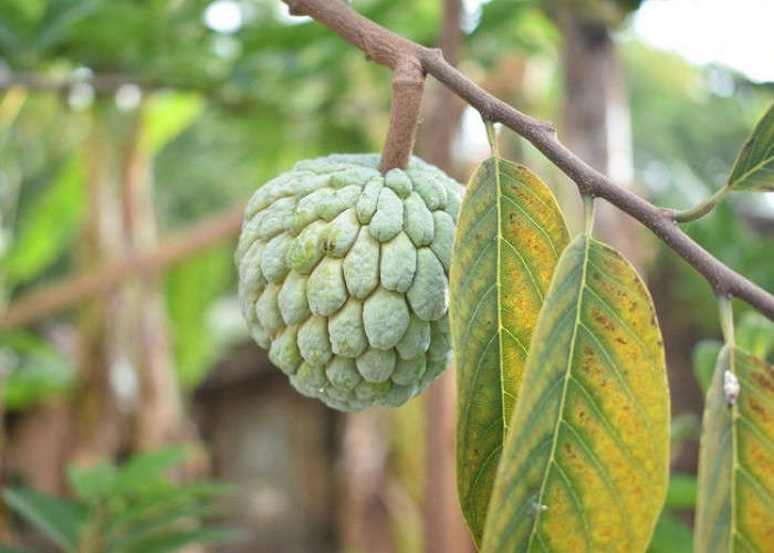 Manfaat Buah Srikaya untuk Kesehatan, Bisa Cegah Kanker!