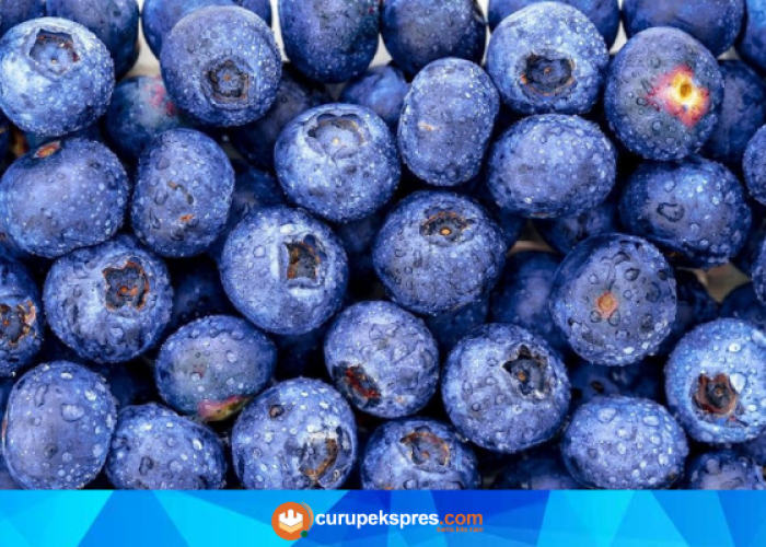 Fakta Menarik Tentang Buah Blueberry yang Kaya Akan Antioksidan