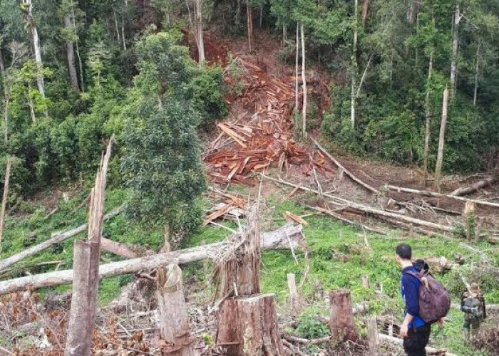 TNKS Maksimalkan Reboisasi Lahan Rusak di Rejang Lebong