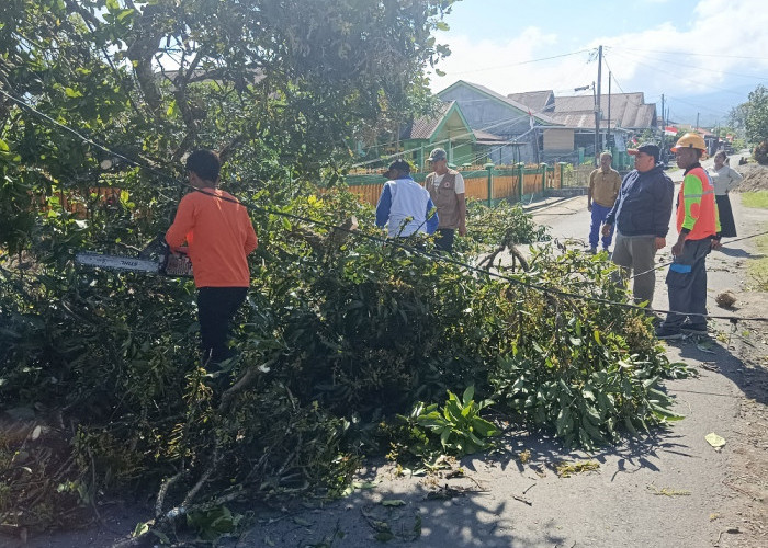 Pohon Tumbang Putuskan Jaringan PLN 