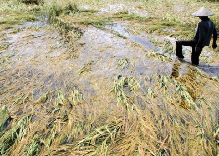 23,5 Hektar Sawah Terdampak Banjir