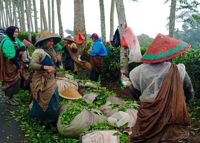 Kebun Teh Kabawetan Kepahiang Produksi Teh Oolong, Ekspornya Hingga ke Taiwan