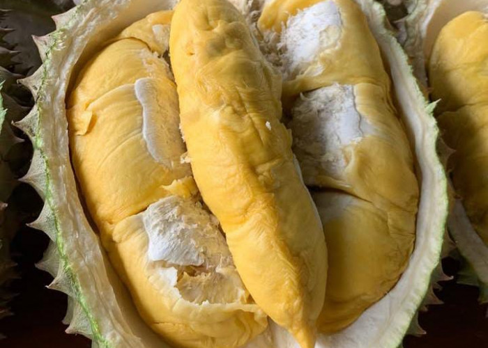 Panitia Festival Durian Rejang Lebong Sebar Undangan