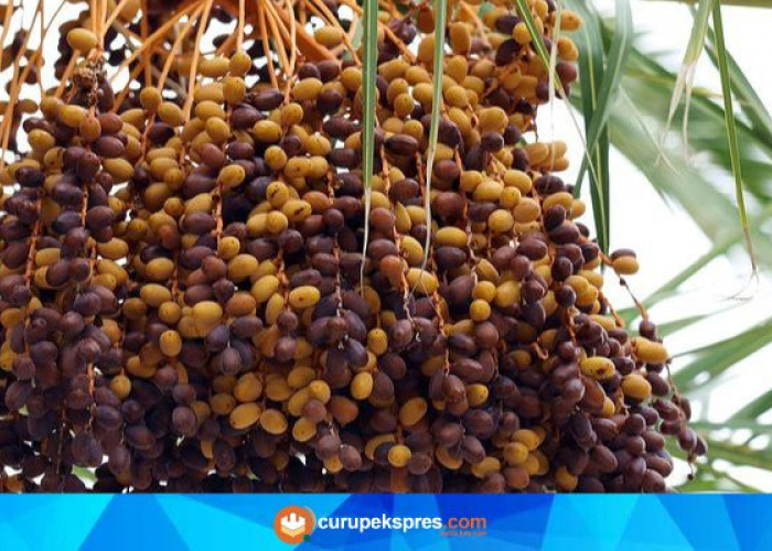 Catat! Ini Buah-buahan yang Tidak Boleh Dikonsumsi Saat Diet