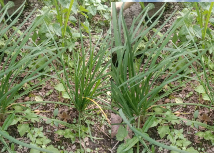 Manfaat Daun Kucai bagi Kesehatan Tubuh Manusia, Cek Disini!