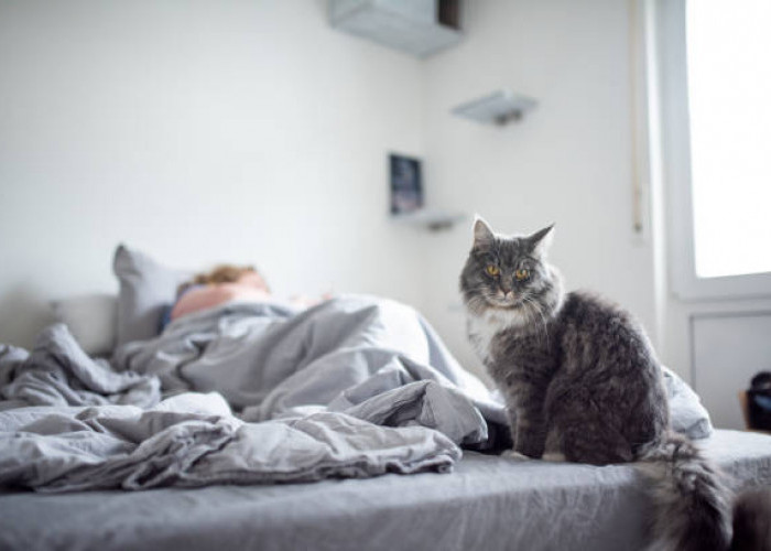 Kenapa Kucing Suka Membangunkan Majikannya di Pagi Hari ?