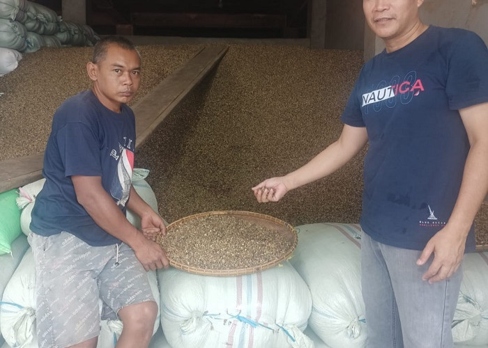 Woww! Harga Kopi Meroket Tajam, Tembus Rp 35 Ribu Perkilo