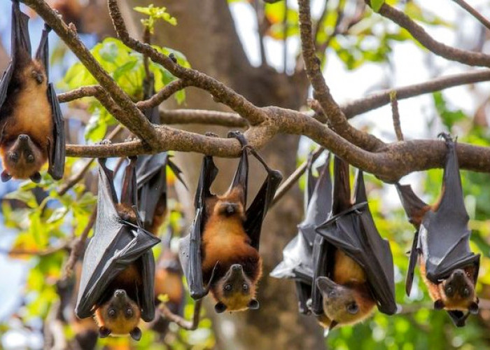  Virus Nipah Kembali Terjadi, Seberapa Berbahaya bagi Manusia ?