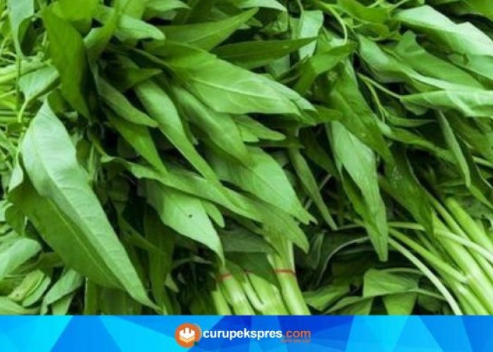 Benarkah Mengkonsumsi Kangkung Bisa Menyebabkan Mengantuk? Ini Faktanya..