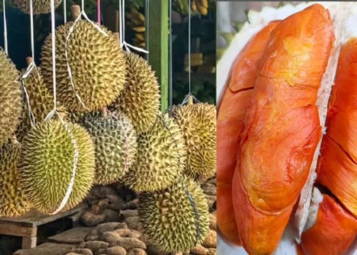 Ini 10 Durian Jenis Langka Varietas Unggul Lokal Akan Dipamerkan Pada Festival Durian Rejang Lebong