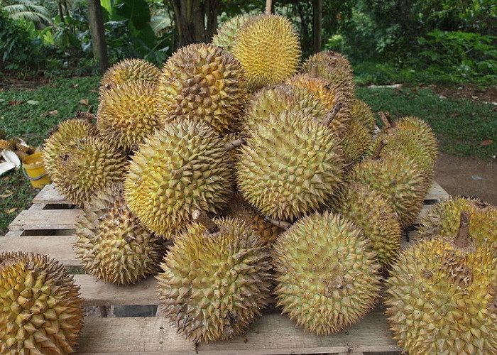 Inilah 5 Jenis Durian yang Cocok untuk Pejuang Garis Dua