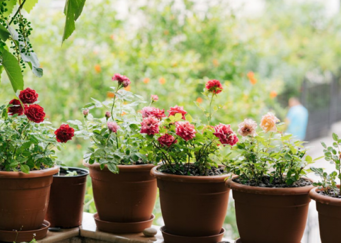 Panduan Lengkap Merawat Bunga dalam Pot: Tips untuk Keindahan yang Tahan Lama