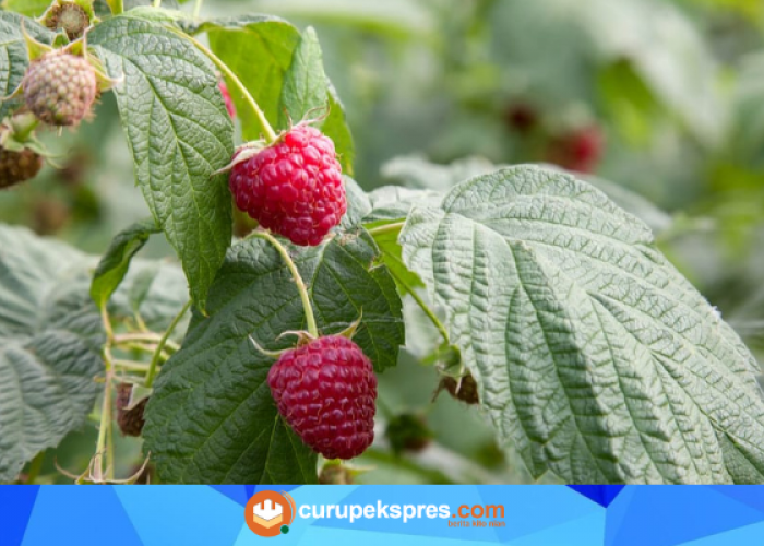Raspberry Leaf untuk Kesehatan Reproduksi, Mitos atau Fakta?