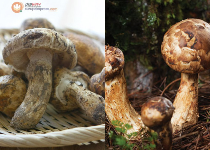 Manfaat Jamur Matsutake untuk Kesehatan yang Jarang Diketahui!